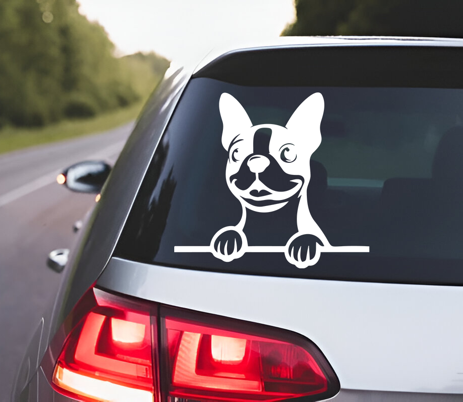 Boston terrier