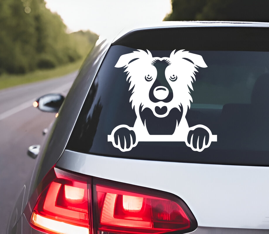 Border Collie
