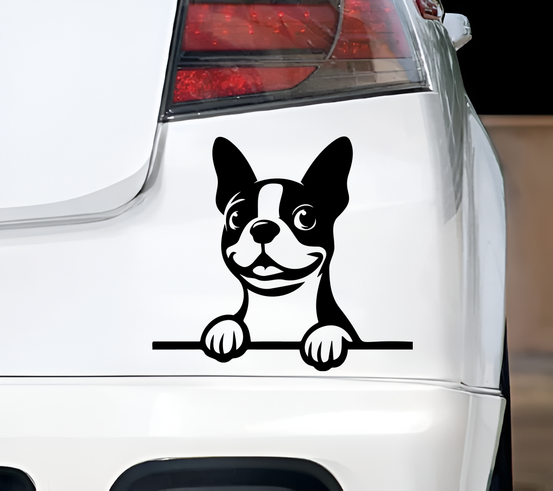 Boston terrier
