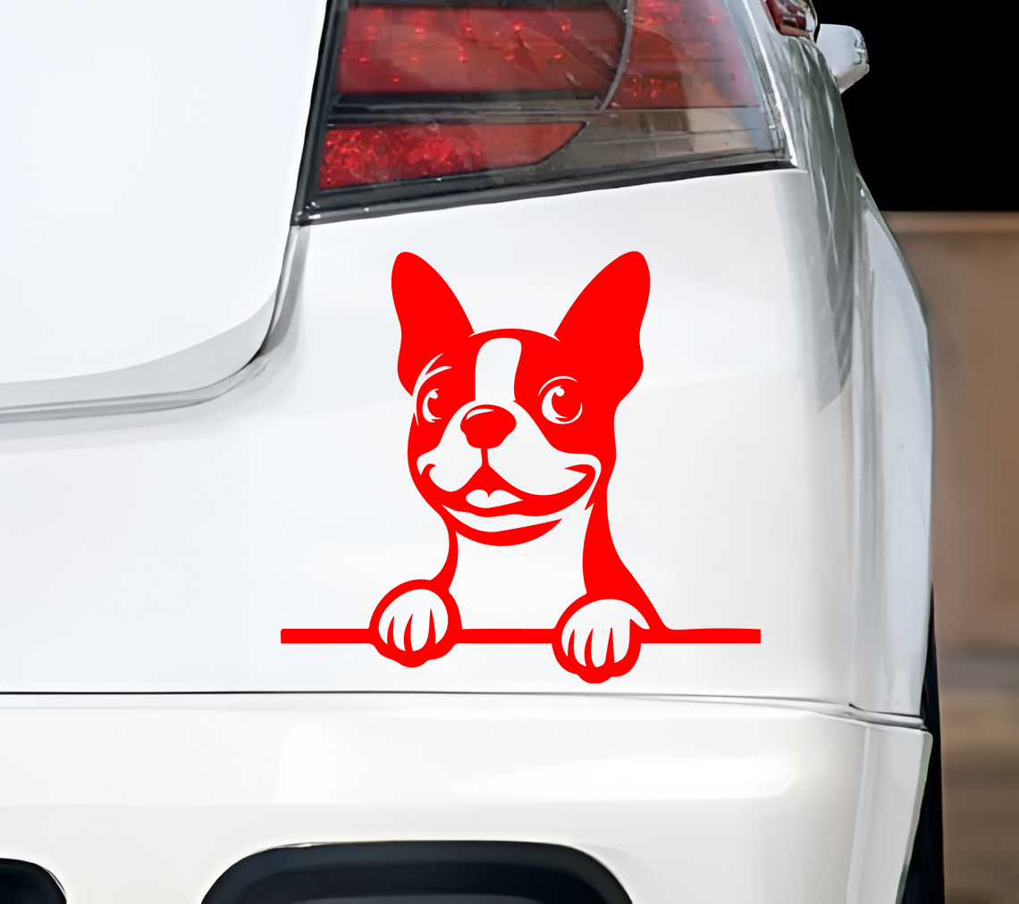 Boston terrier