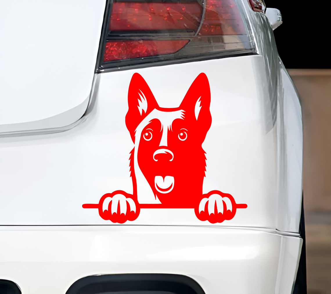 Belgian Malionois