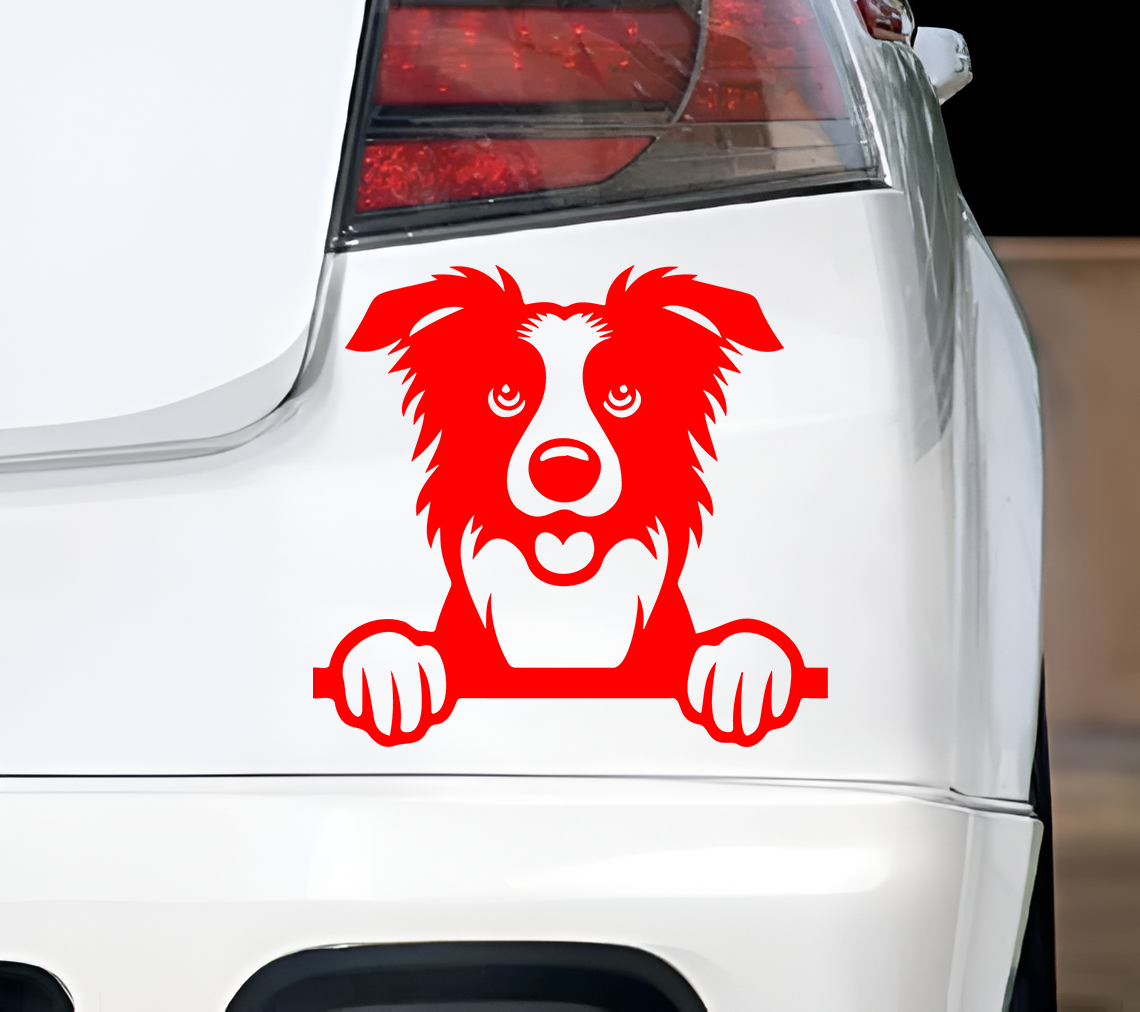 Border Collie